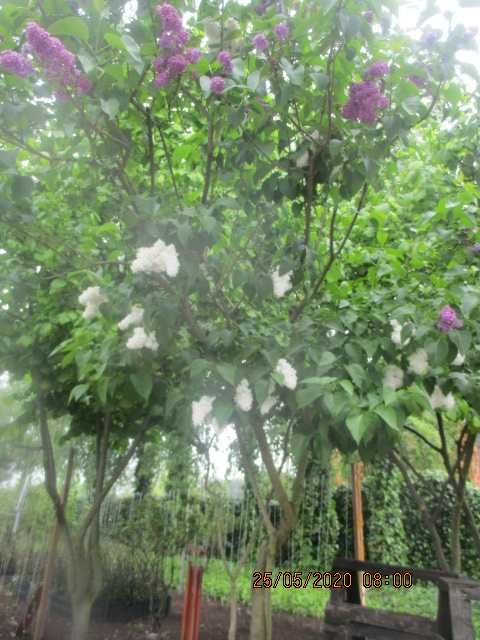 bez , lilak, drzewko , krzew