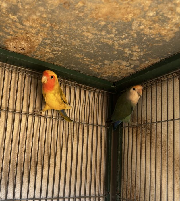 Casal de Agapones