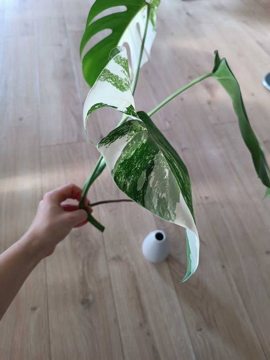 Monstera variegata