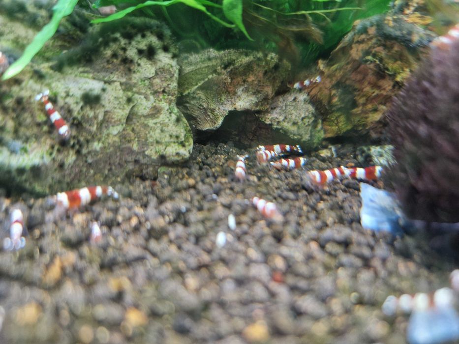 Krewetki Caridina Crystal Red CR