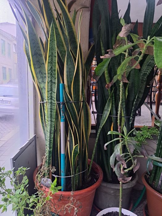 Plantas espadas de S. Jorge