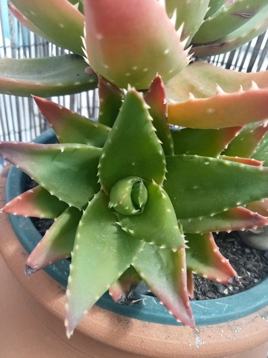 Aloe Brevifolia.rebentos