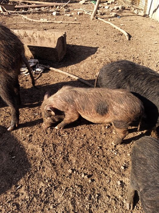 В'єтнамські свині