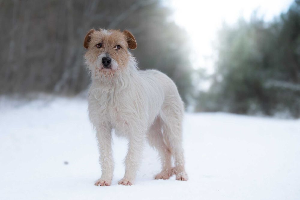 Piękna delikatna sunia Astrid w typie terrier szuka kochającego domu