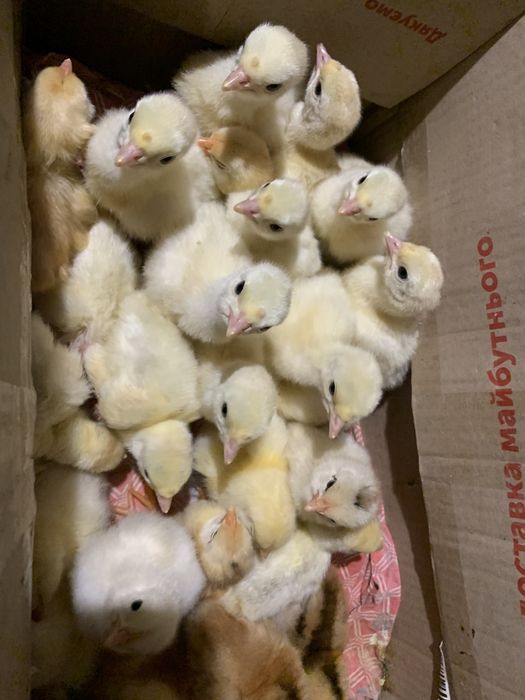 Індичата важковагові