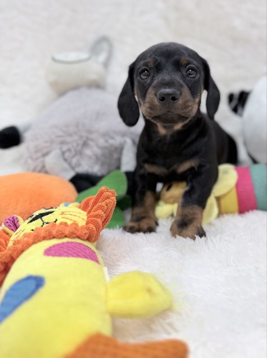 Teckel excelente menino com Lop