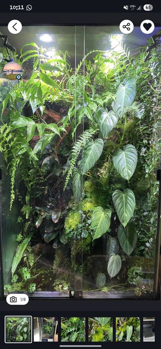 Rośliny paludarium terrarium tropikalne akwarium vivarium