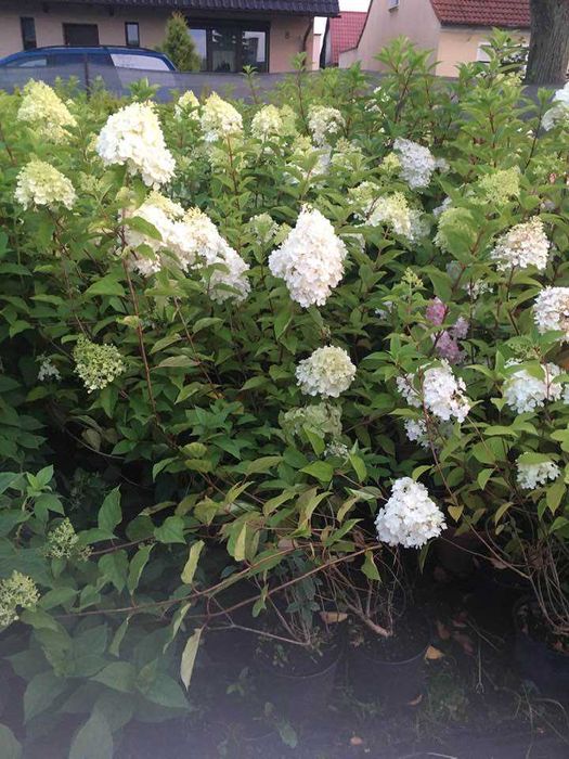 Hortensja  Hydrangea pan. 'Vanille-Fraise' PBR do 100cm