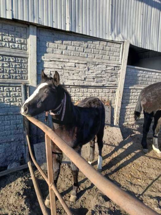 Koń rasy Wielkopolskiej