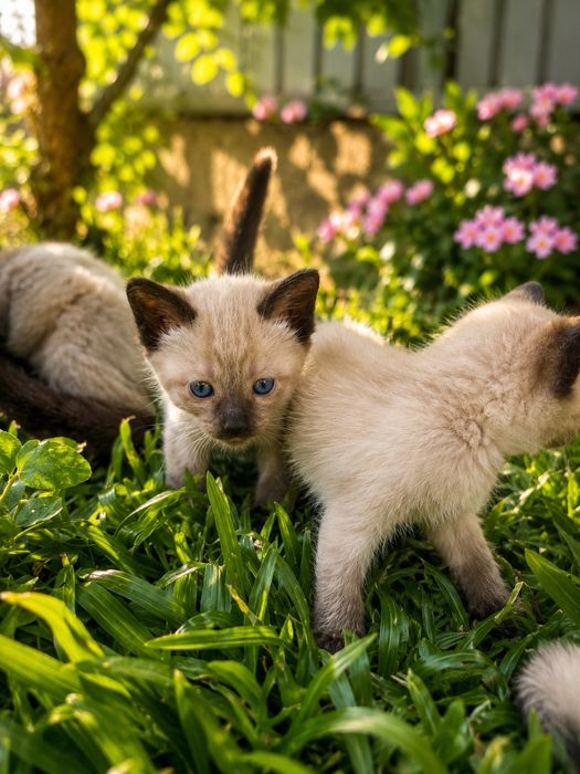 Gatinhos  bebes grátis