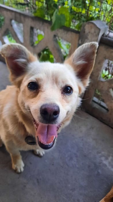 Віддаю у добрі руки собачку