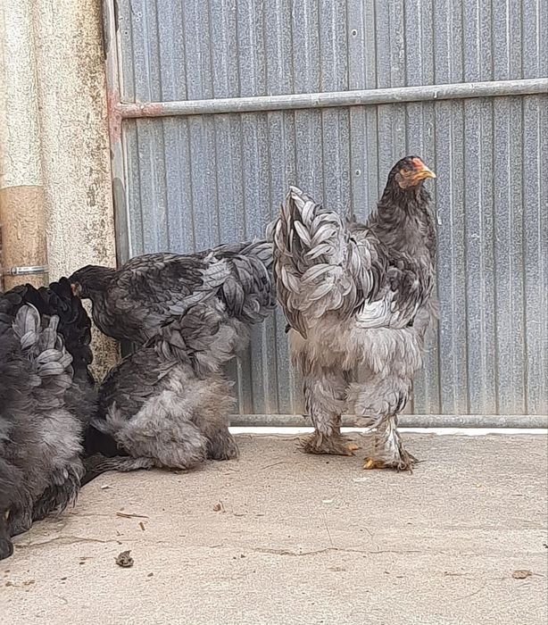 Brahamas Silver, Black e Splash (machos)