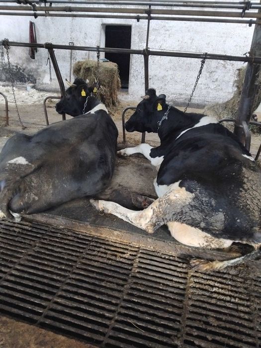 Sprzedam krowy mleczne/