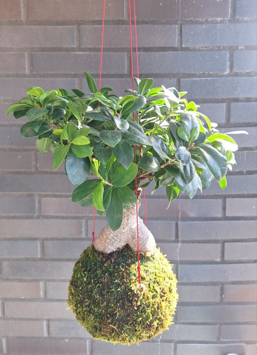 Kokedama - Bonsai Ficus