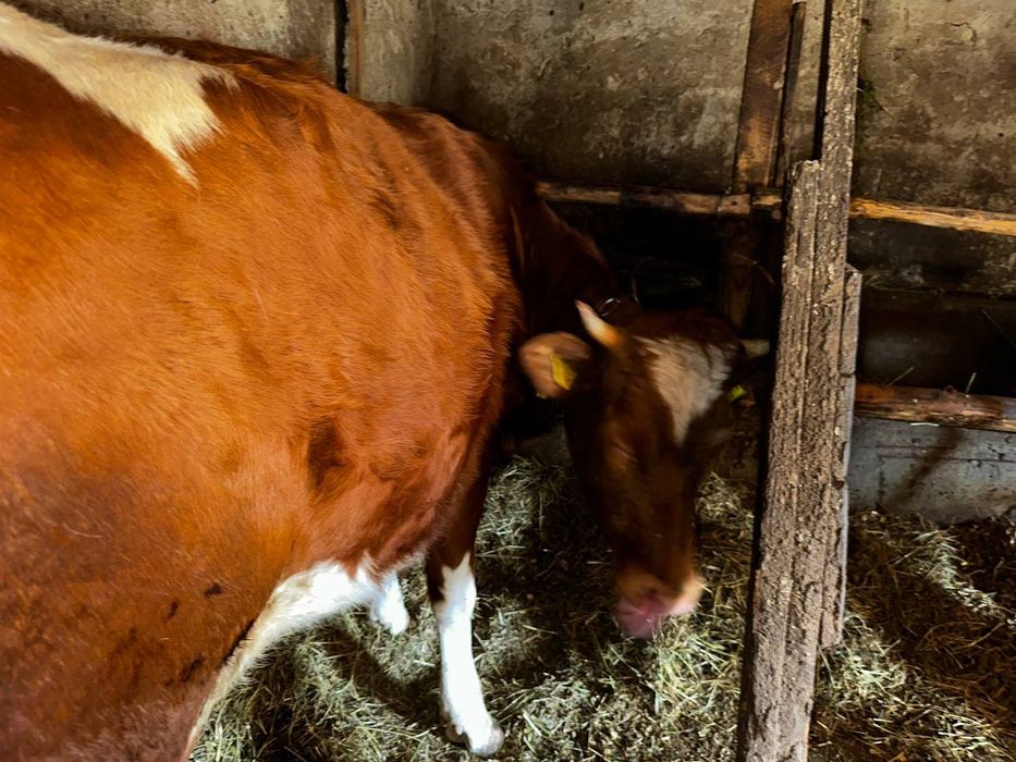 Продається тільна телиця