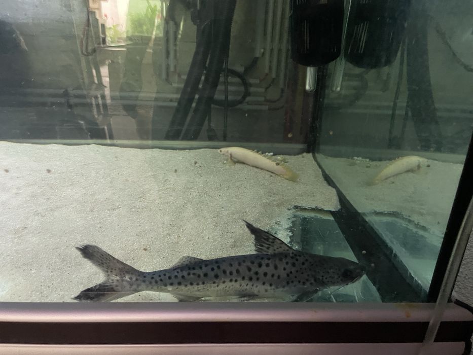 Lince catfish / Platynematichthys notatus 30cm+