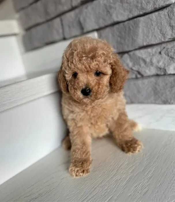 Poodle disponivel