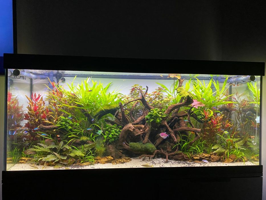 Akwarium Eheim 240 Jbl