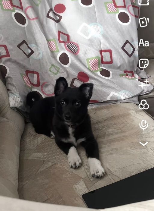 Цуценя дівчинка