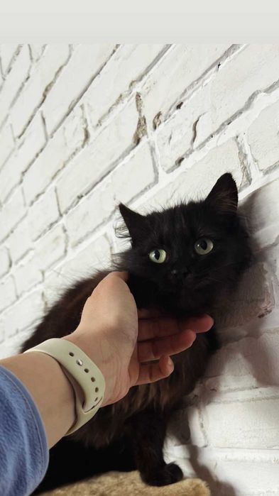 Отдам черную пушистую кошку, стерилизована