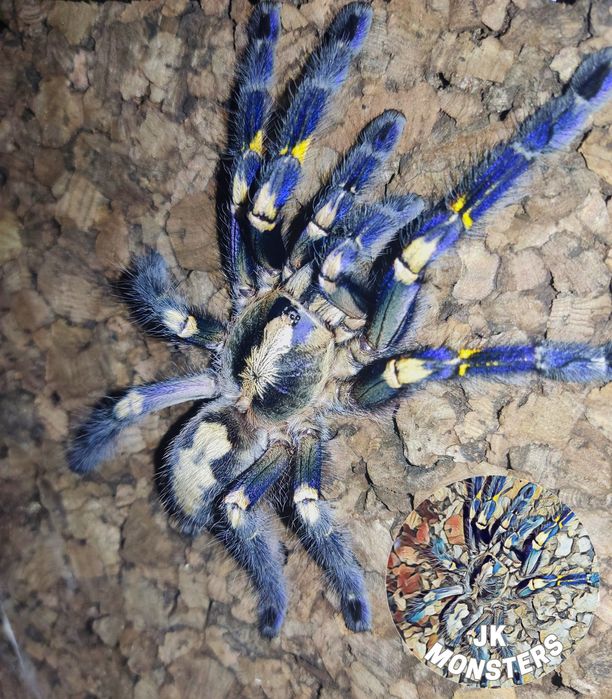 Pełna lista pająki/ptaszniki