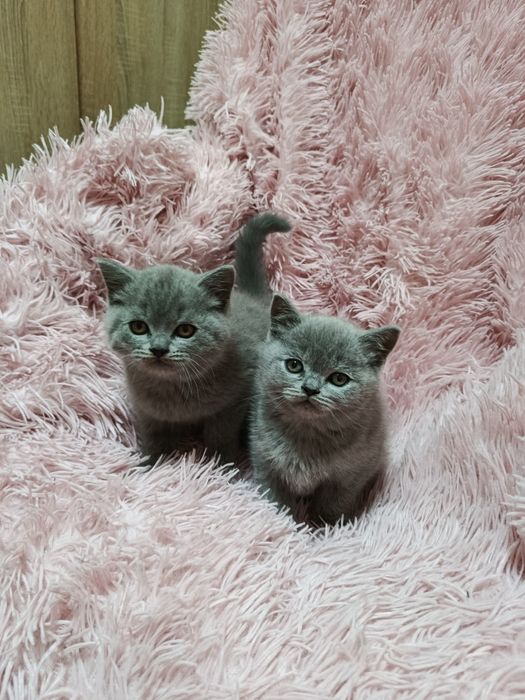 Шотландське кошеня(хлопчик)