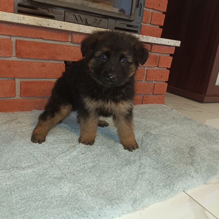 Owczarek Niemiecki Długowłosy