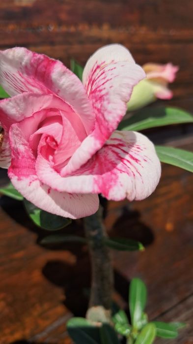 АДЕНІУМ, дифенбахія