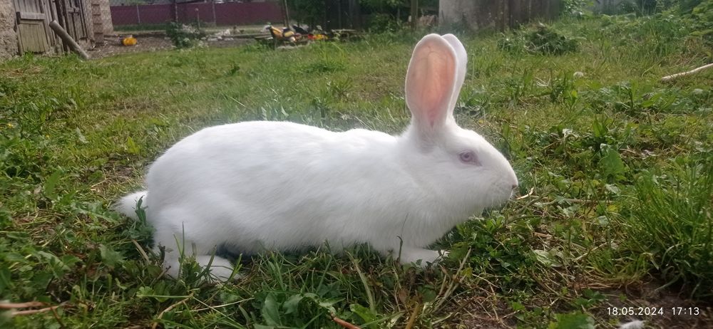 Термонці самки самці