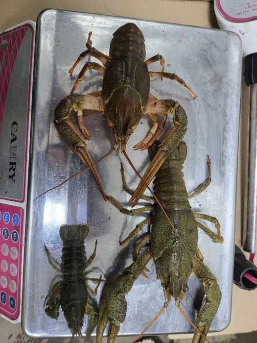 Свіжі РАКИ КОРОЛІ до столу!