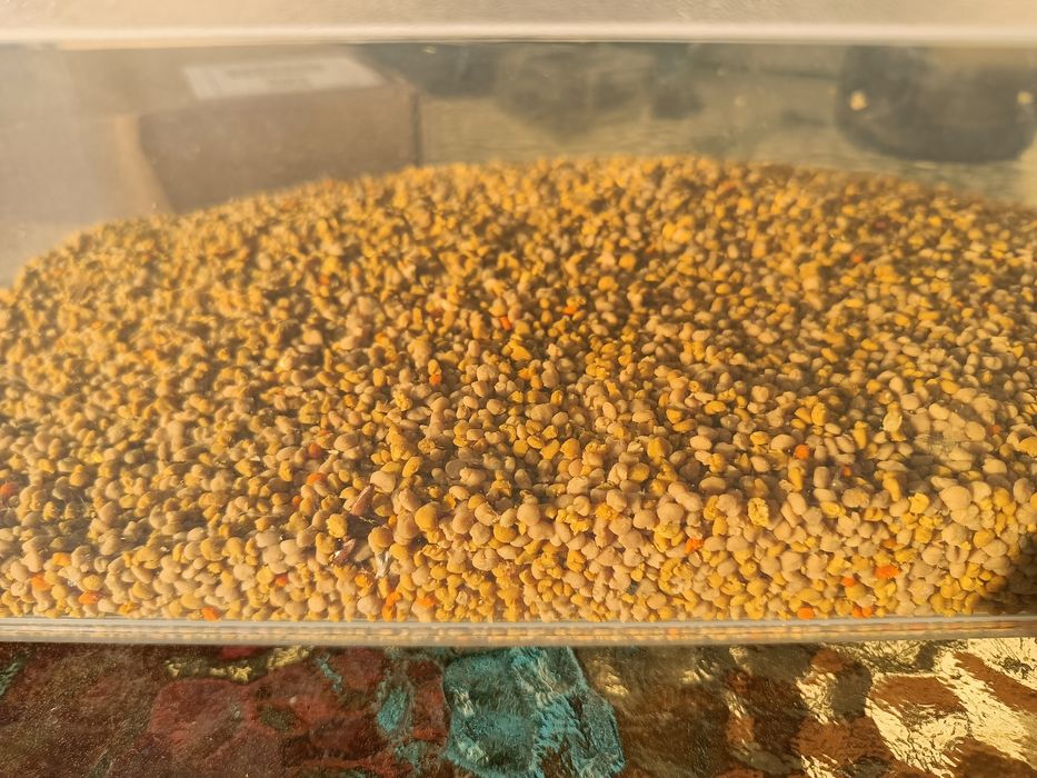 Pasieka Uhruska miód 2025 roku