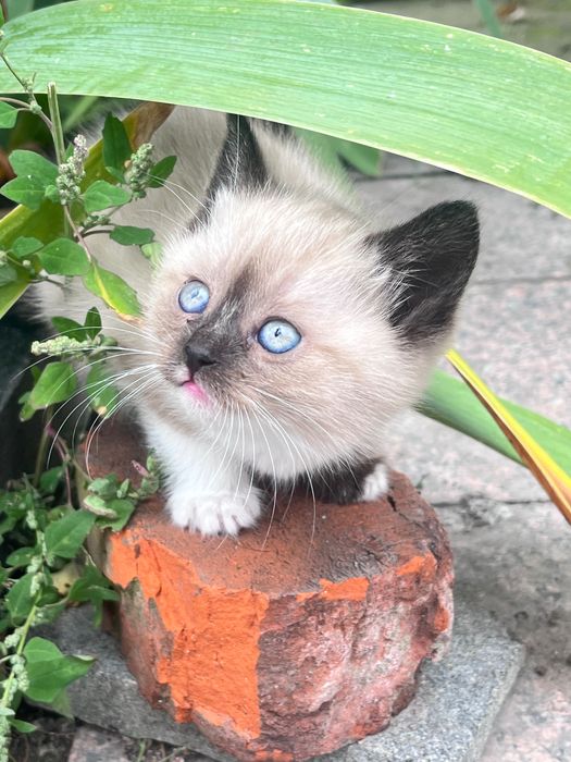 Кошенята в добрі руки