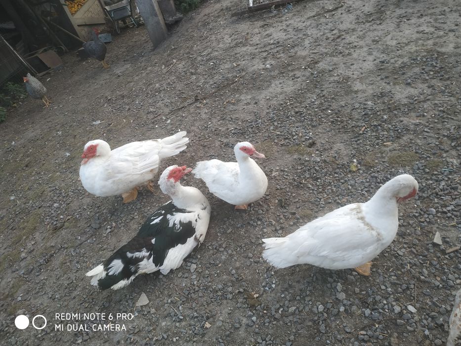 Шипуни на розвід