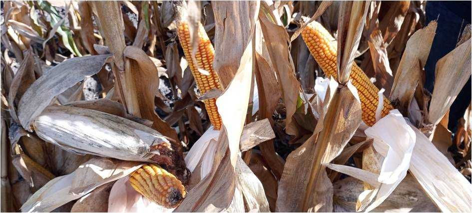 Kukurydza ZE ZELANDIA ziarno kiszonka FAO 210/220 (80 tys.)