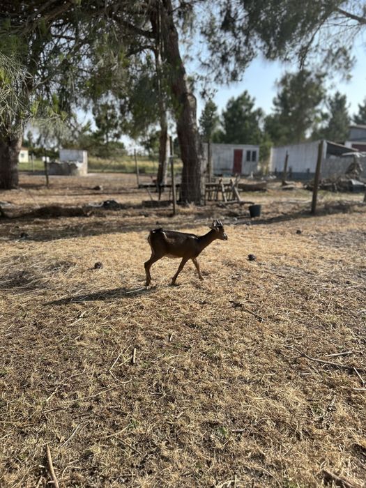 Cabras Bravias.