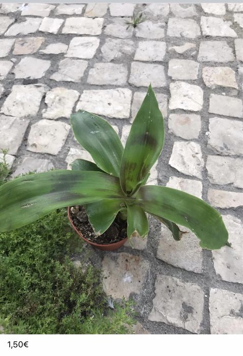 Plantinhas de interior para venda