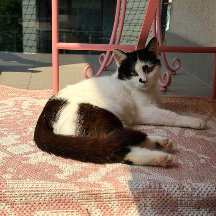 Lucynka do adopcji!