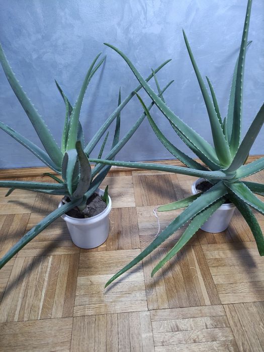 Алое ,Алое Вера цілюща рослина