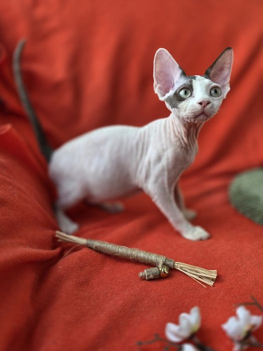 Девон Рекс- хлопчик