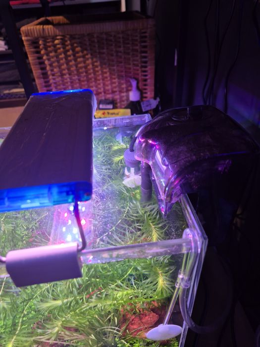 Akwarium Krewetkarium 10l z życiem 20x20x25cm optiwhite komplet