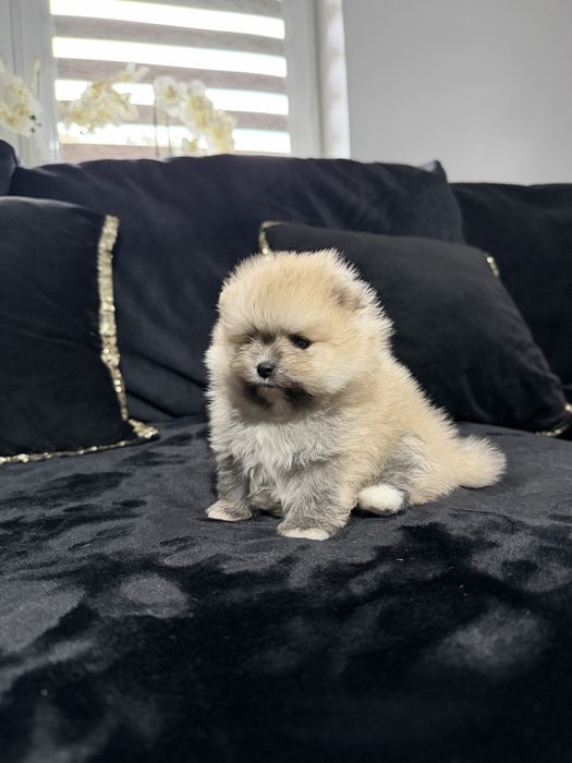 Pomeranian szpic miniaturowy