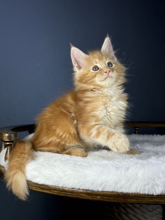 Яркий рыжий котенок мейн кун мальчик 2 месяца