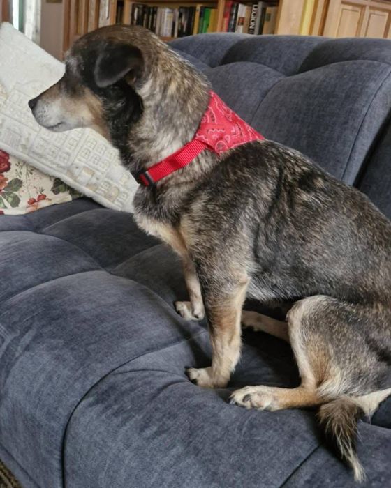 Mała Mi ,szuka domku.