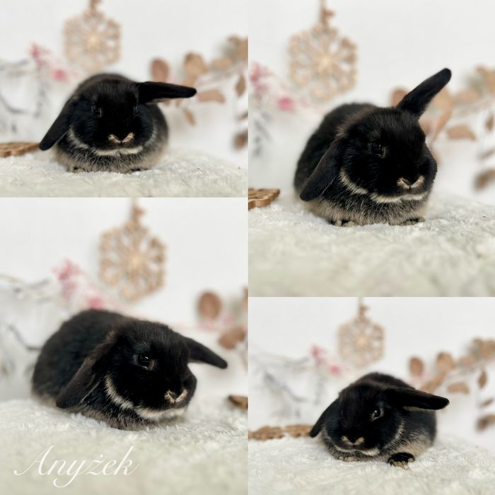 Mini lopki i Karzełki Teddy gotowe do odbioru Czystej rasy