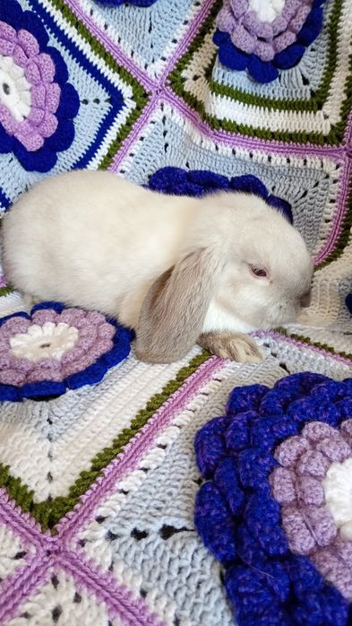 Mini Lop, karzełek  baranek