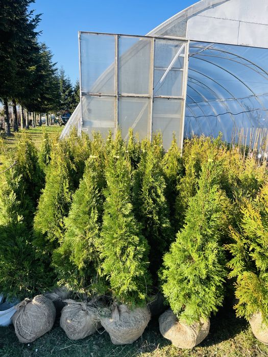 Tuja Szmaragd 180 -200 cm