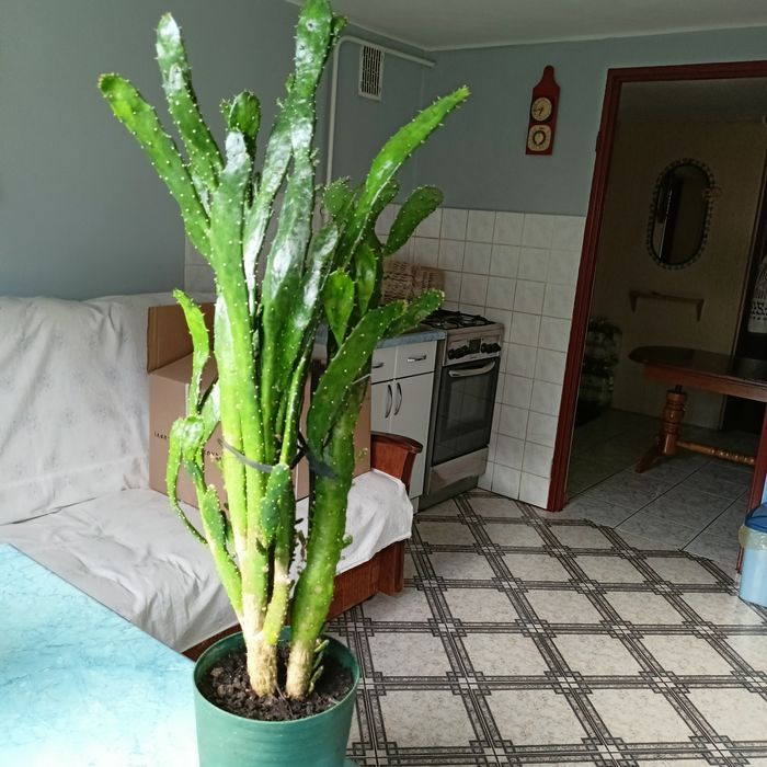 Kwiat Opuntia -Kaktus Okazały.