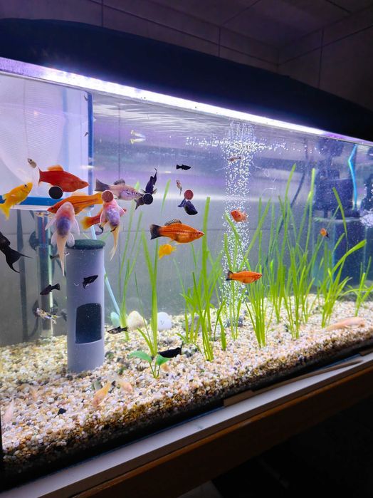 Akwarium 112L Zestaw