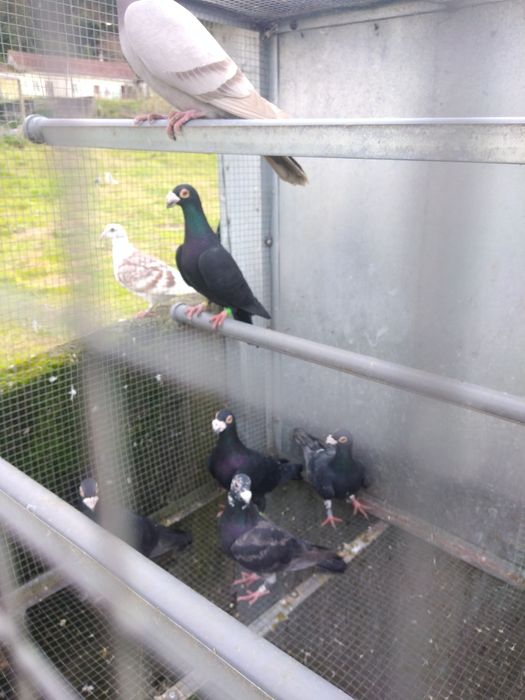 Pombos correios para venda