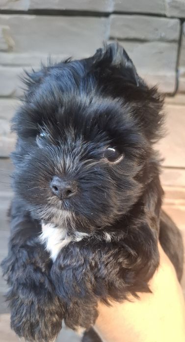 Piesek rasy Yorkshire Terrier